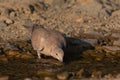 Cape turtle dove, Streptopelia capicola, drinking water