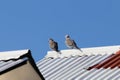 Cape Turtle Doves On White Rooftop (Streptopelia capicola) Royalty Free Stock Photo