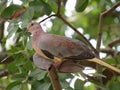 Cape Turtledove