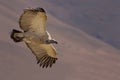 Cape Vulture Royalty Free Stock Photo