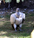 Cape Vulture (Gyps coprotheres) sitting on the ground : (pix Sanjiv Shukla)