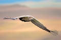 Cape vulture in flight Royalty Free Stock Photo