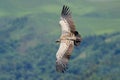 Cape vulture in flight - South Africa Royalty Free Stock Photo