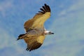 Cape vulture in flight - South Africa Royalty Free Stock Photo