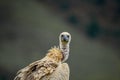 Cape vulture or Cape griffon vulture head portrait in South Africa Royalty Free Stock Photo