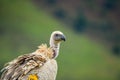 Cape vulture or Cape griffon vulture head portrait in South Africa Royalty Free Stock Photo