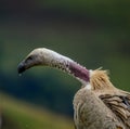 Cape vulture or Cape griffon vulture head portrait in South Africa Royalty Free Stock Photo