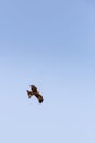 Cape Vulture Gyps coprotheres Flying in Sky, South Africa Royalty Free Stock Photo