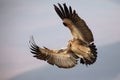 Cape vulture Gyps coprotheres with outstretched wings flying through in the morning light. A rare African vulture lands on a