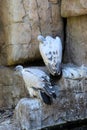 A Cape Vulture (Gyps coprotheres) pair sitting on a ledge : (pix Sanjiv Shukla)