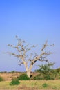 Cape Vulture (Gyps Coprotheres) perching in a tree during the day Royalty Free Stock Photo