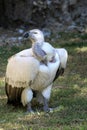 Cape Vulture (Gyps coprotheres) sitting on the ground : (pix Sanjiv Shukla)