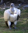 Cape Vulture (Gyps coprotheres) sitting on the ground : (pix Sanjiv Shukla)