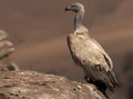 Cape Vulture perched on the edge of a rock from side view Royalty Free Stock Photo