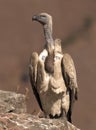 Cape Vulture perched on a rock in portrait Royalty Free Stock Photo