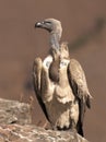 Cape Vulture in portrait perched on a rock Royalty Free Stock Photo