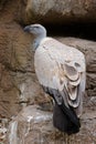 Cape vulture on rock ledge