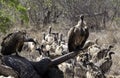 Cape vulture, South Africa, eating elephant carcass Royalty Free Stock Photo