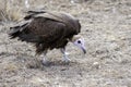 Cape vulture, South Africa, eating elephant carcass Royalty Free Stock Photo