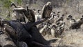 Cape vulture, South Africa, eating elephant carcass Royalty Free Stock Photo