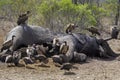 Cape vulture, South Africa, eating elephant carcass Royalty Free Stock Photo