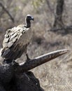 Cape vulture, South Africa, eating elephant carcass Royalty Free Stock Photo