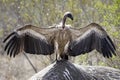 Cape vulture, South Africa, eating elephant carcass Royalty Free Stock Photo