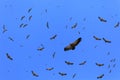 Cape vultures circling