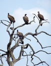 Cape vultures in dead tree Royalty Free Stock Photo