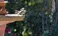 Cape Wagtail drying off after a bath