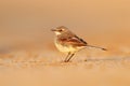 Cape Wagtail, Motacilla capensis, on the sand beach. Bird in the evening light, Walvis Bay, Namibia in Africa. Wildlife scene from