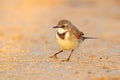 Cape Wagtail, Motacilla capensis, on the sand beach. Bird in the evening light, Walvis Bay, Namibia in Africa. Wildlife scene from