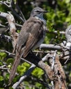 Cape Wagtail at BettyÃÂ´s Bay South Africa