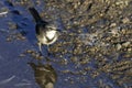 Cape Wagtail, standing in water, South Africa Royalty Free Stock Photo