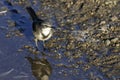 Cape Wagtail, standing in water, South Africa