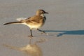 Cape wagtail