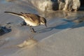 Cape wagtail