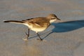 Cape wagtail