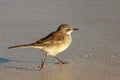 Cape wagtail