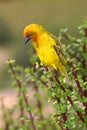 Cape Weaver Royalty Free Stock Photo