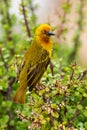 Cape Weaver Royalty Free Stock Photo