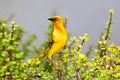 Cape Weaver Royalty Free Stock Photo