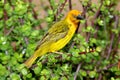 Cape Weaver Royalty Free Stock Photo