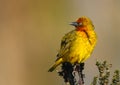 Cape Weaver