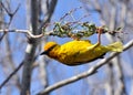 Cape weaver Royalty Free Stock Photo