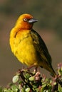 Cape Weaver Royalty Free Stock Photo