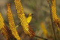 Cape weaver bird on Aloe ferox Royalty Free Stock Photo