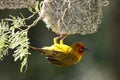 Cape Weaver Bird and Nest Royalty Free Stock Photo