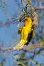 A male Cape weaver building a nest, South Africa