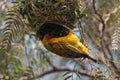 Cape Weaver Royalty Free Stock Photo